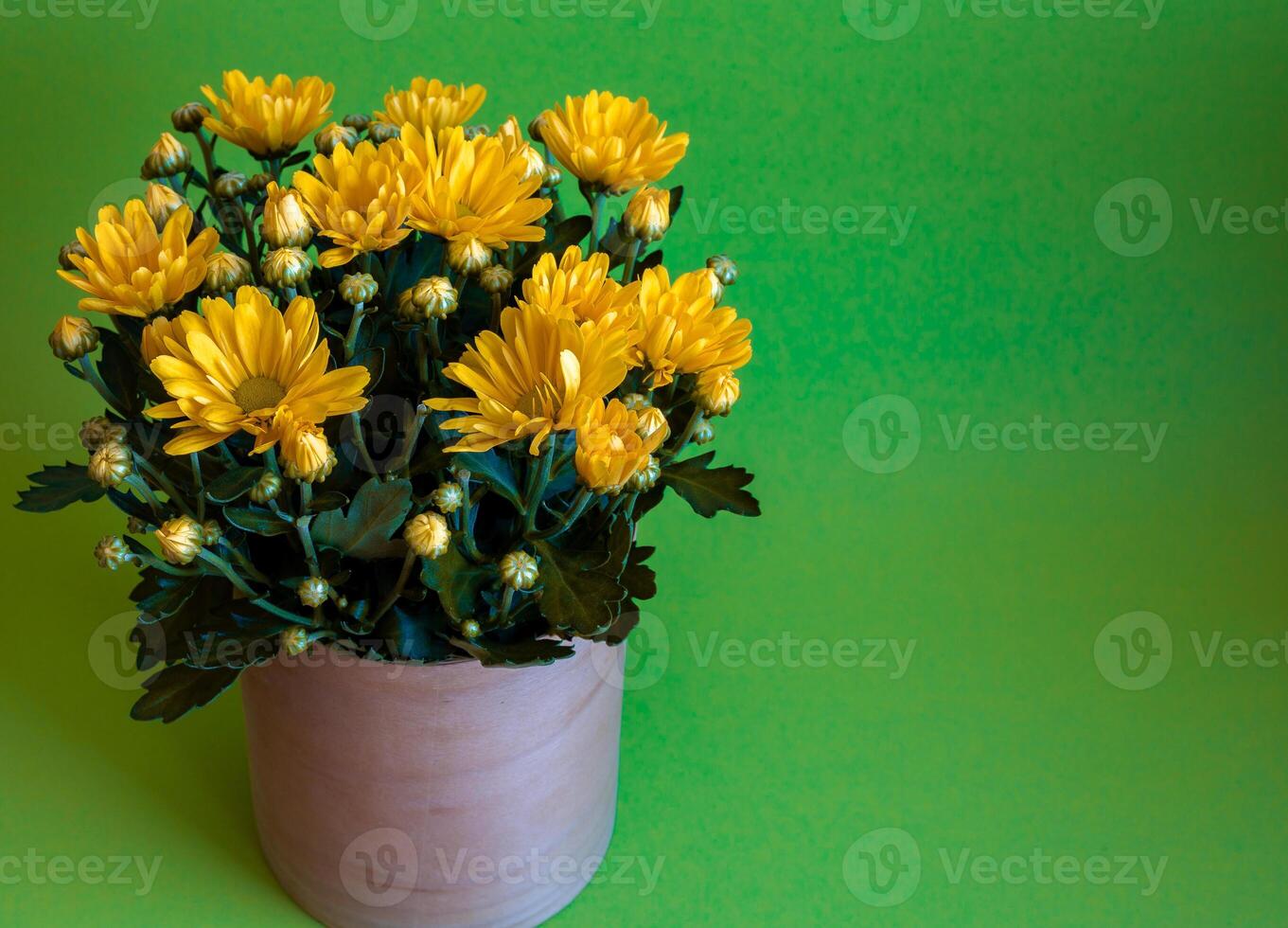 Bouquet yellow chrysanthemums in a pot. Autumn flowers. Chrysanthemum bush. Petal bud. Grow plant at home photo
