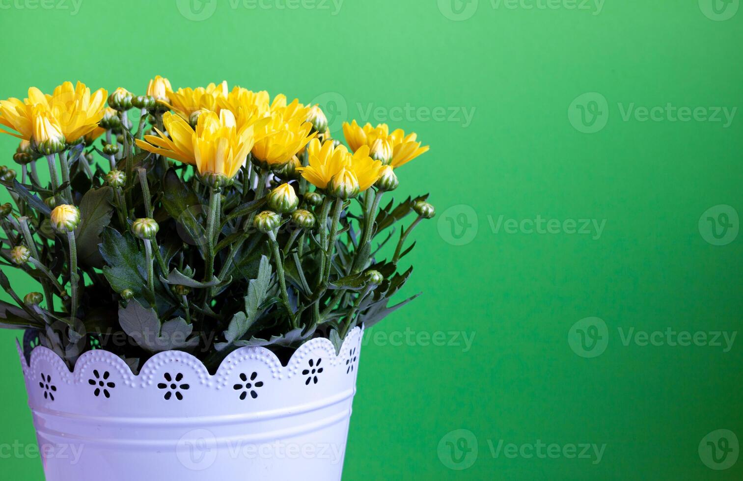 Bouquet yellow chrysanthemums in a pot. Autumn flowers. Chrysanthemum bush. Petal bud. Grow plant at home photo