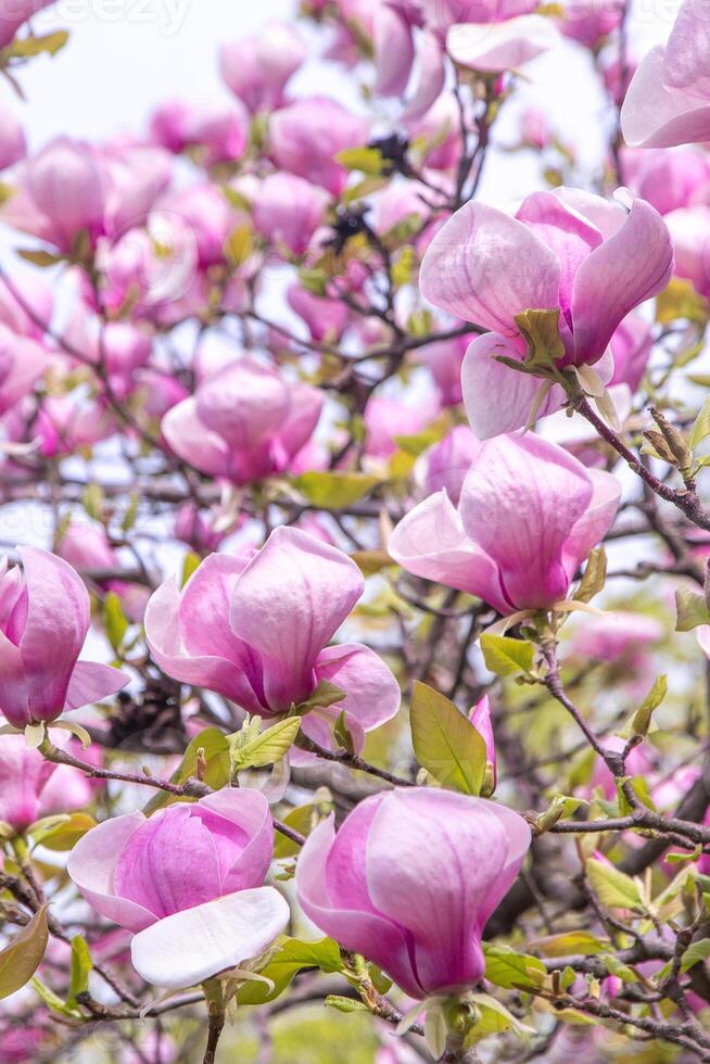 Pink magnolia flowers. Flower bud on a tree branch in the garden. photo