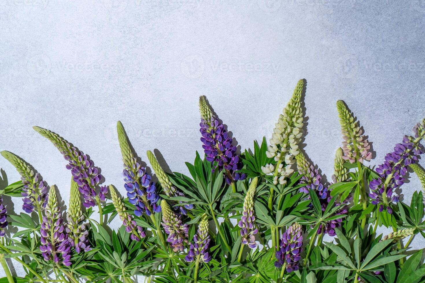 Lupine flowers. Purple and pink bud. photo