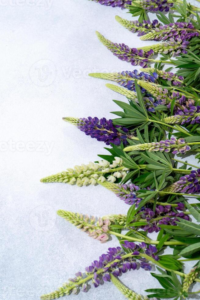 Lupine flowers. Purple and pink bud. photo