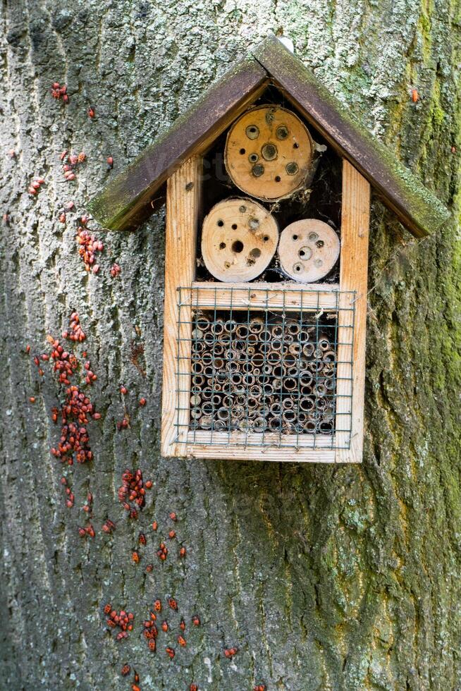 House for insects. A box made of bark, straw and stones. Bricks, cones and bamboo for the insect to settle there. Home for wild bees. Eco friendly do-it-yourself craft. Idea for a garden. DIY photo