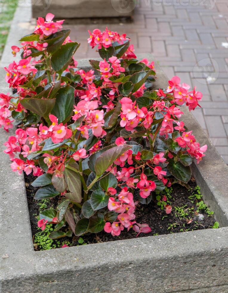 Pink begonias on a street flower bed. Red plant begonia. Flower arrangement in the garden. Gardening landscape design. Grow flowers outside. Flowering in summer. Simple plants tuberous photo