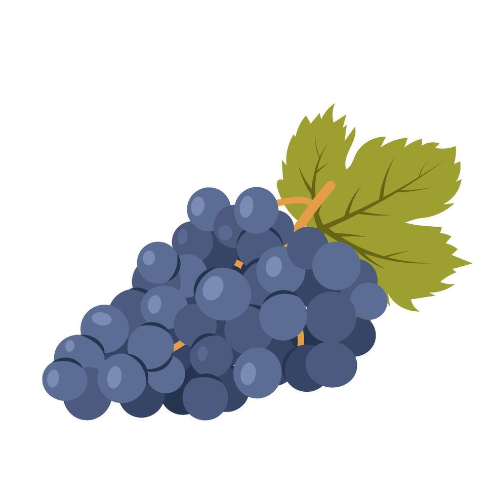 Fresh blue grapes. A grape bunch with a green leaf isolated on a white background. Ingredient for making wine. Flat style illustration. vector