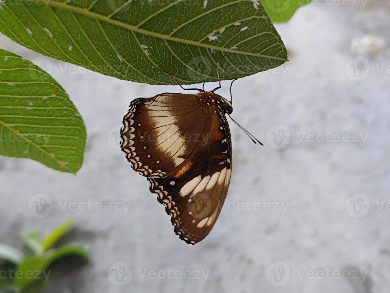 Close up butterfly on the leaf photo