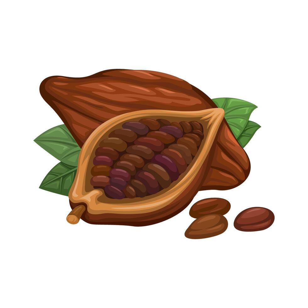 realistic cocoa fruit beans open in half with grains