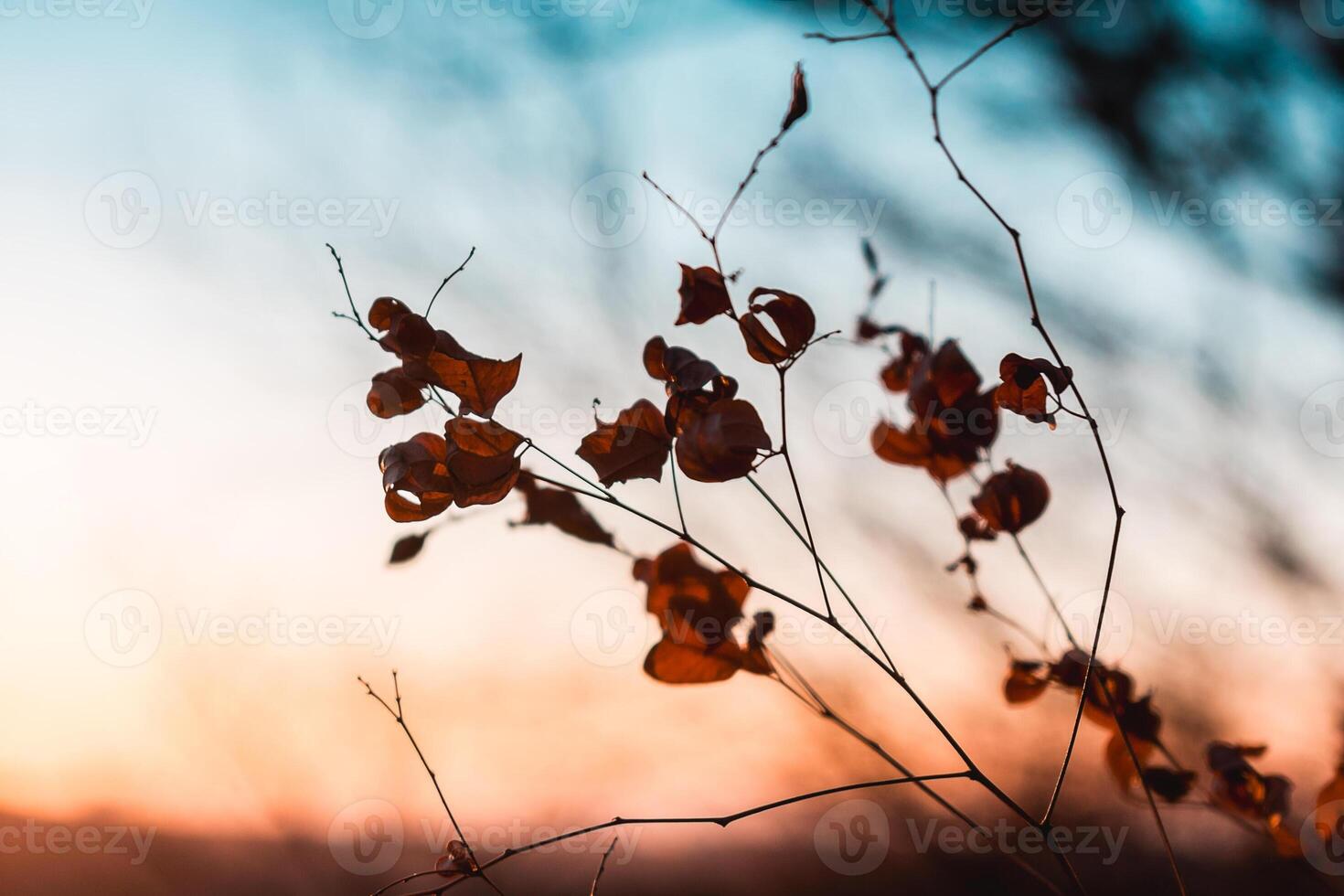 Autumn branch with dry leaves in the forest against the backdrop of sunset. A feeling of coziness, calm, happiness, freedom and relaxation. An escape from the hustle and bustle. photo
