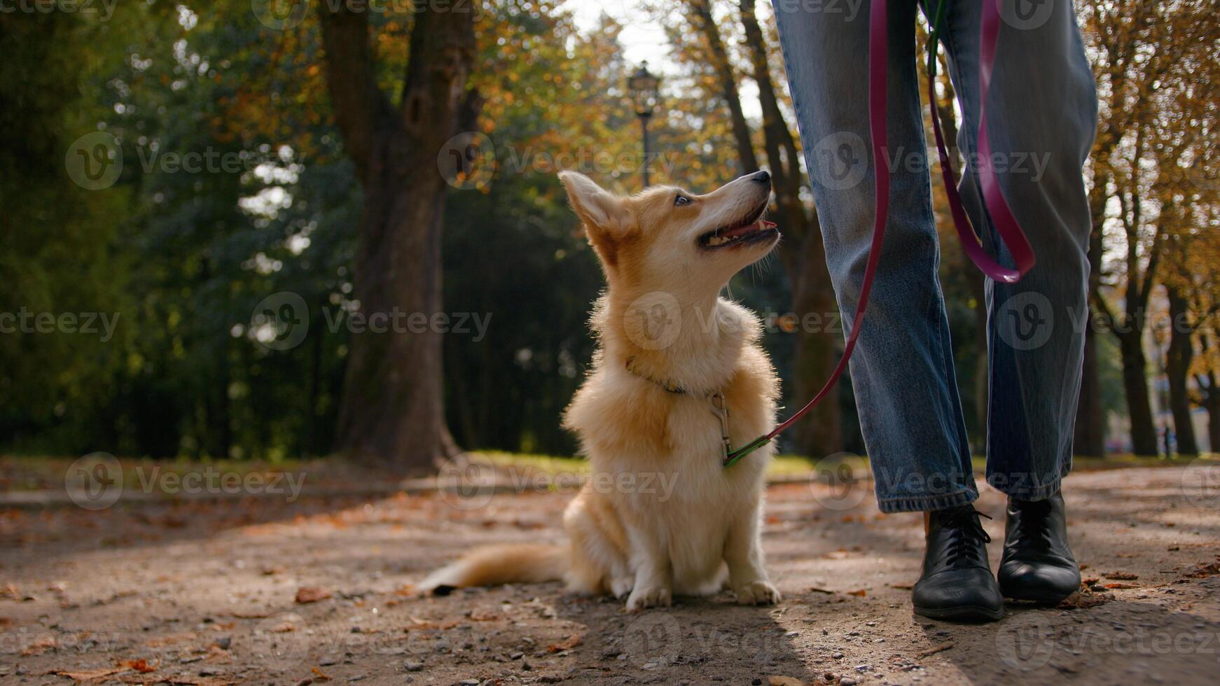 Cropped shot unknown woman handler walking with small pup in city park cute welsh corgi pembroke dog sitting waiting command of owner girl lovely obedient puppy smart breed domestic animal training photo
