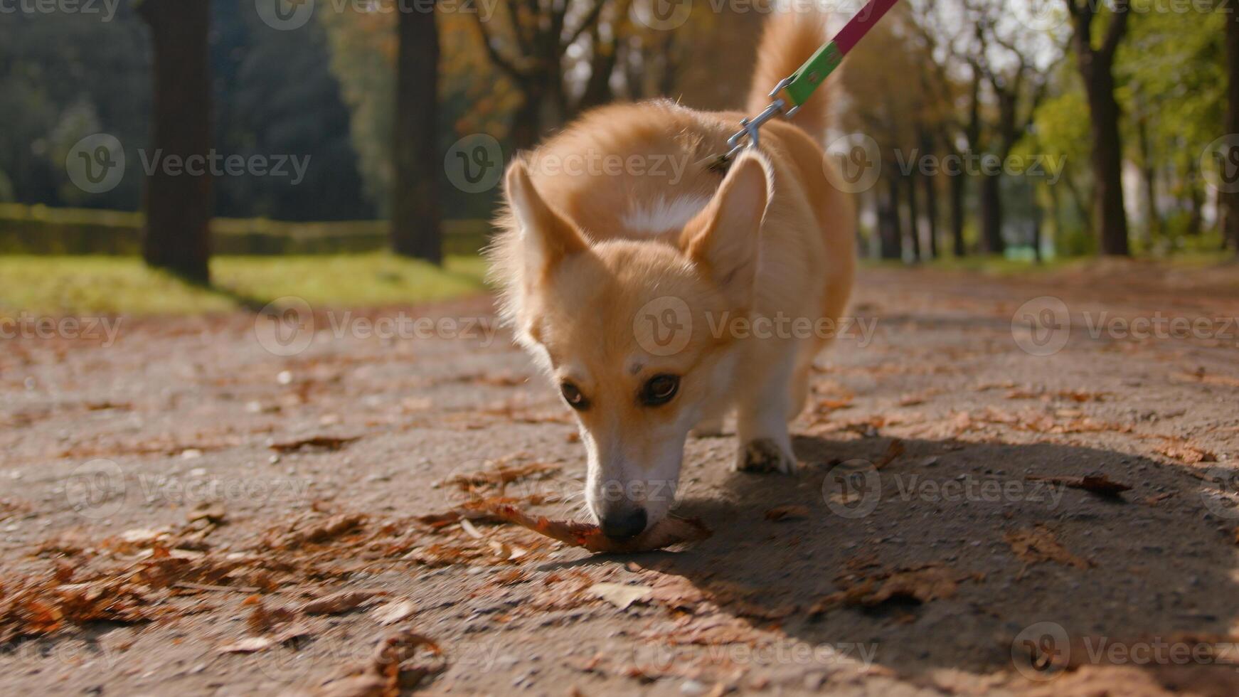 Close up little small lovely puppy welsh corgi going on leash in park female legs unrecognizable woman pet owner handler walking dog service in city happy fluffy pup sniffing road animal scent smell photo