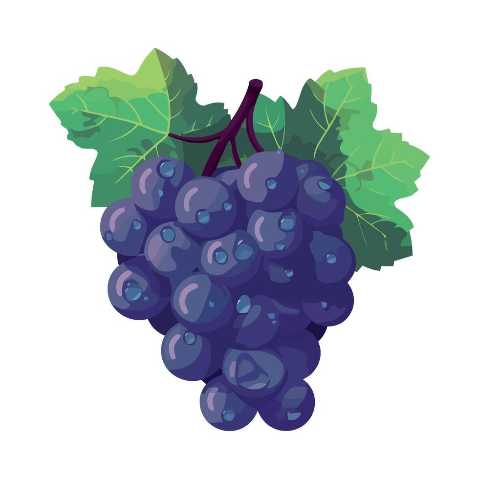 Grapes on a branch with leaves and leaves illustration vector