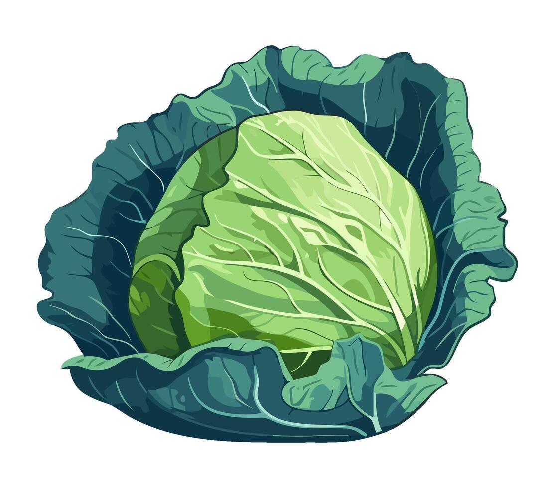 A cabbage is shown on a white background vector