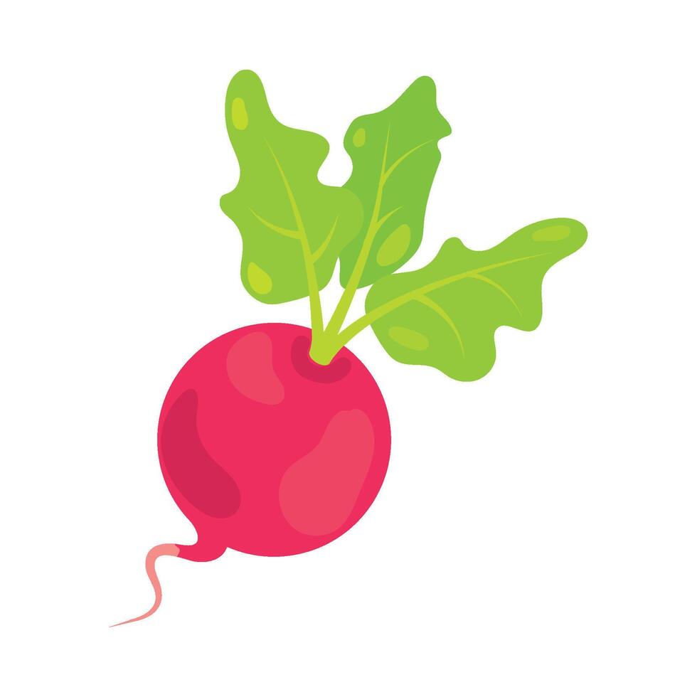 A red radish with green leaves on it vector