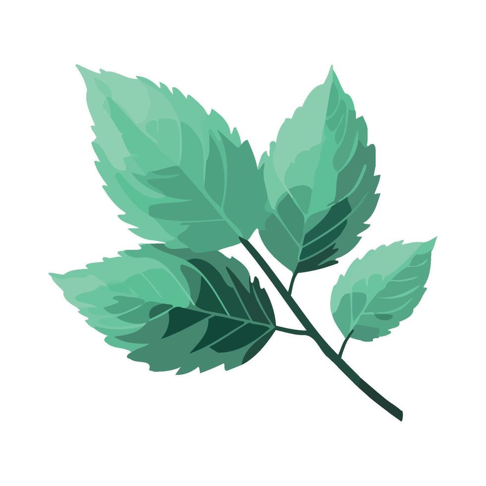 A green leaf on a white background vector