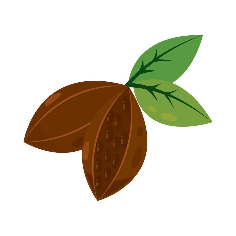 Two nuts with leaves on a white background vector