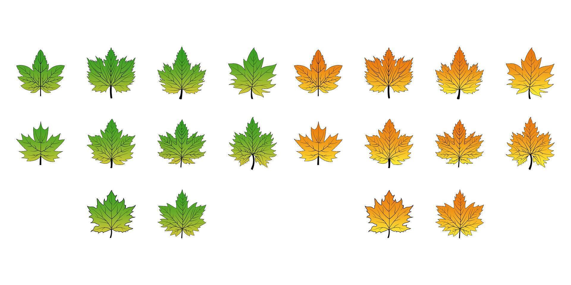 A set of autumn maple leaves vector