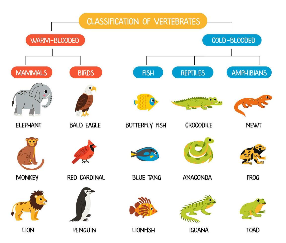 Classification of vertebrates animals. Scheme for kids with cute animals. Cold blooded and warm blooded. vector