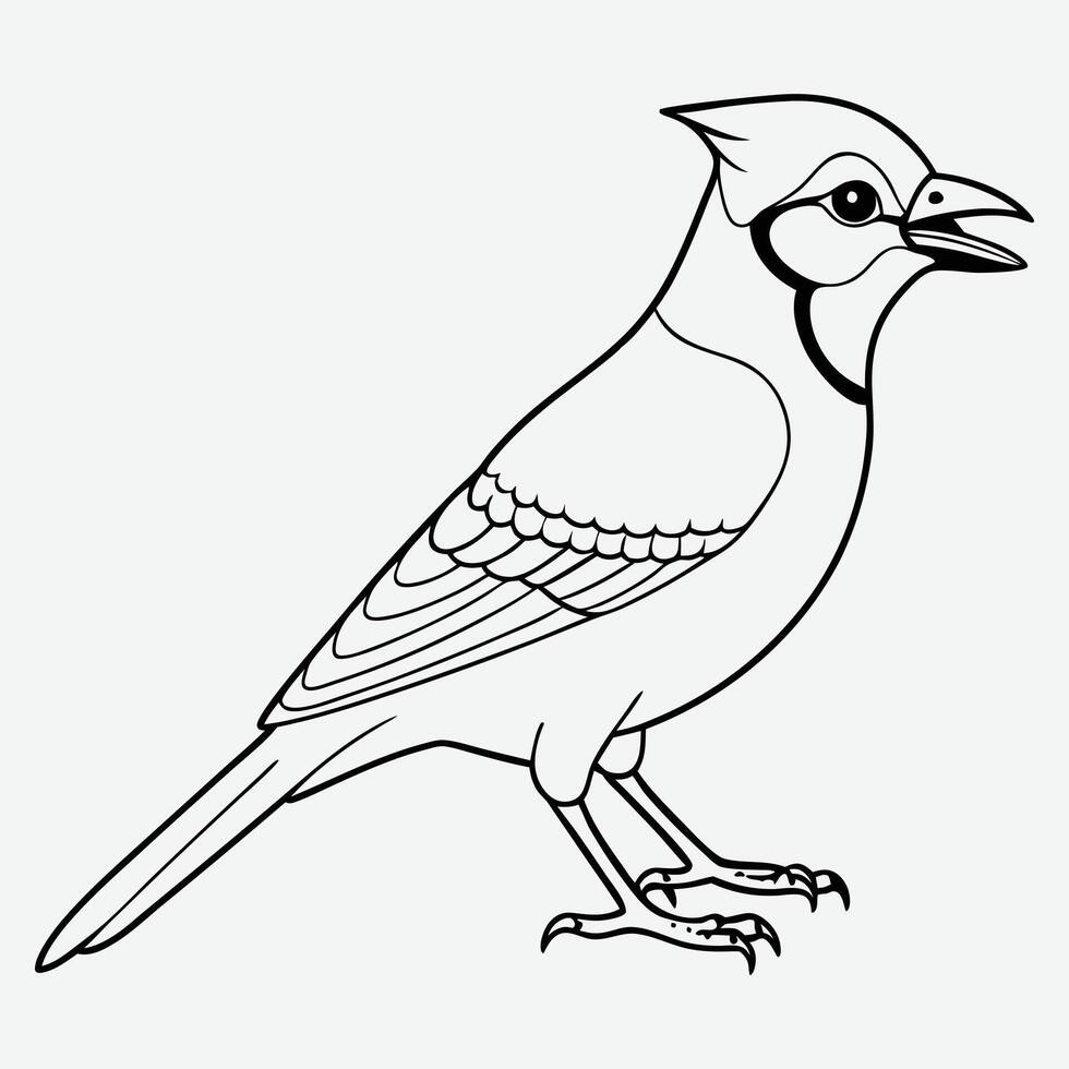 Elegant Blue Jay Bird Standing Detailed Line Art Illustration vector