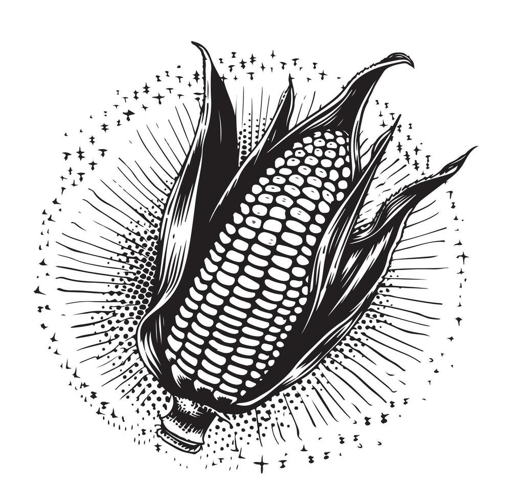Drawing corn plant, cob, grains, detailed liner drawing, sketch, packaging design element, labels, menu, isolated object of a botanical illustration of corn vector