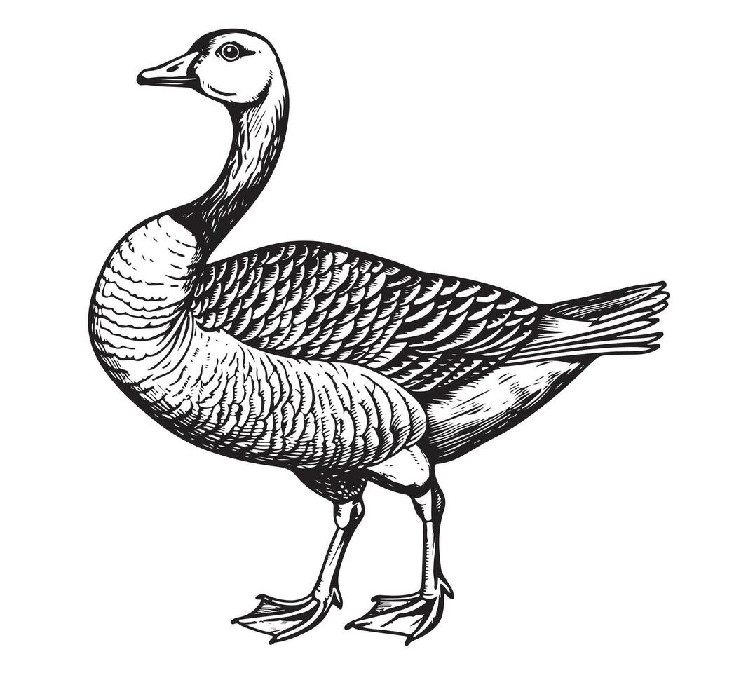 Goose farm hand drawn sketch Poultry illustration. vector