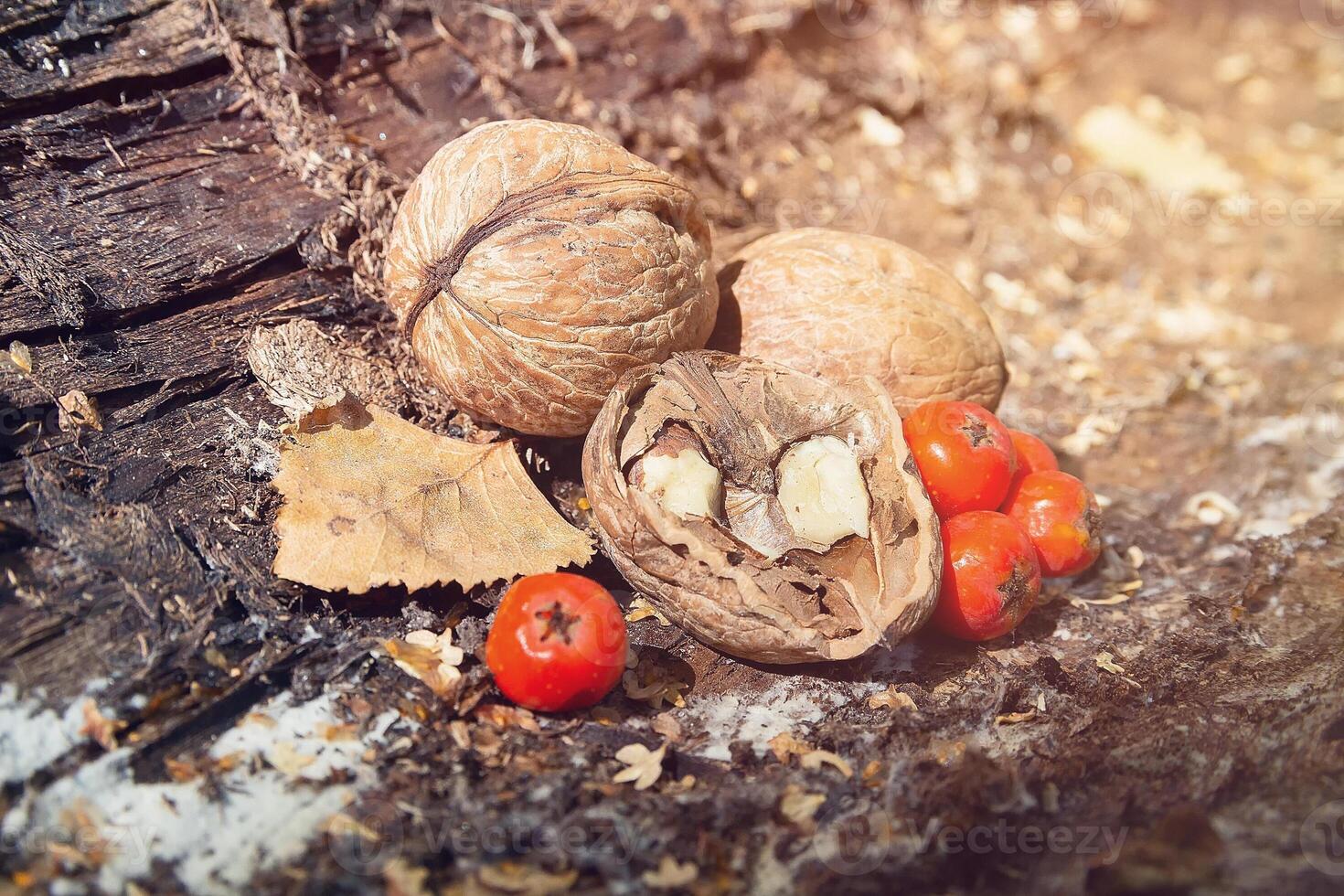 Nuts and rowan berries on the bark of an old tree photo