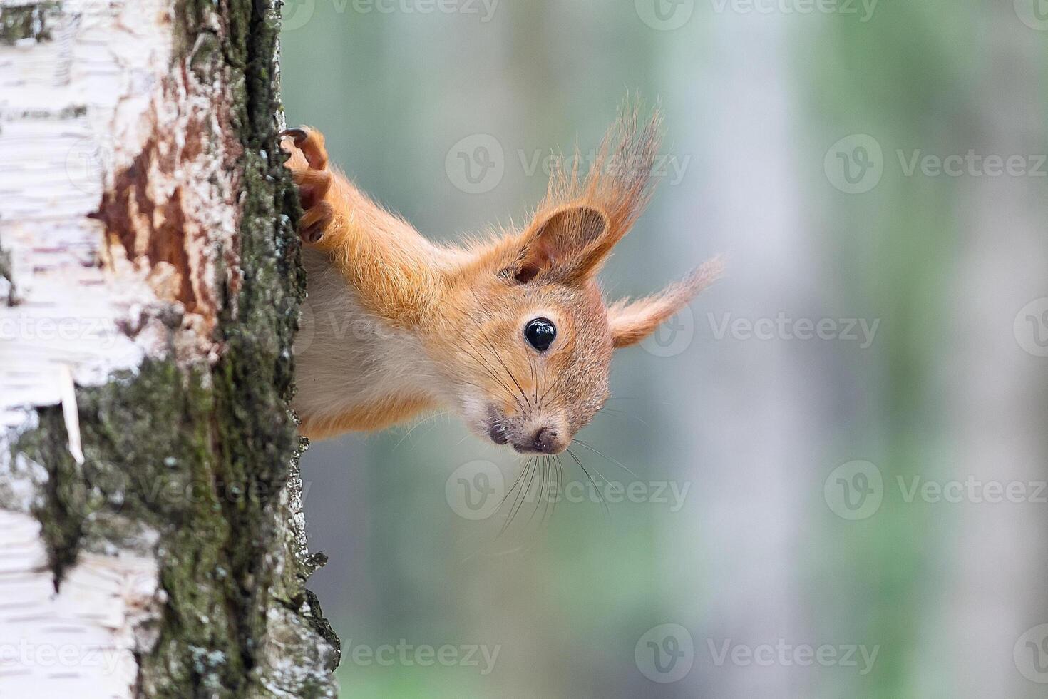 A cute Red Squirrel, Sciurus vulgaris peeks out from behind a tree trunk photo