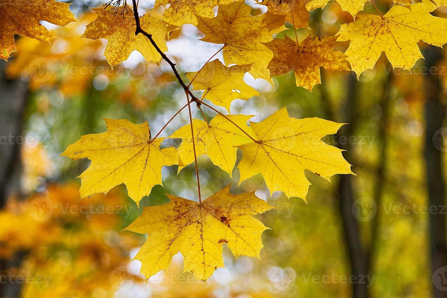 Yellow leaves in an autumn park illuminated by the sun photo