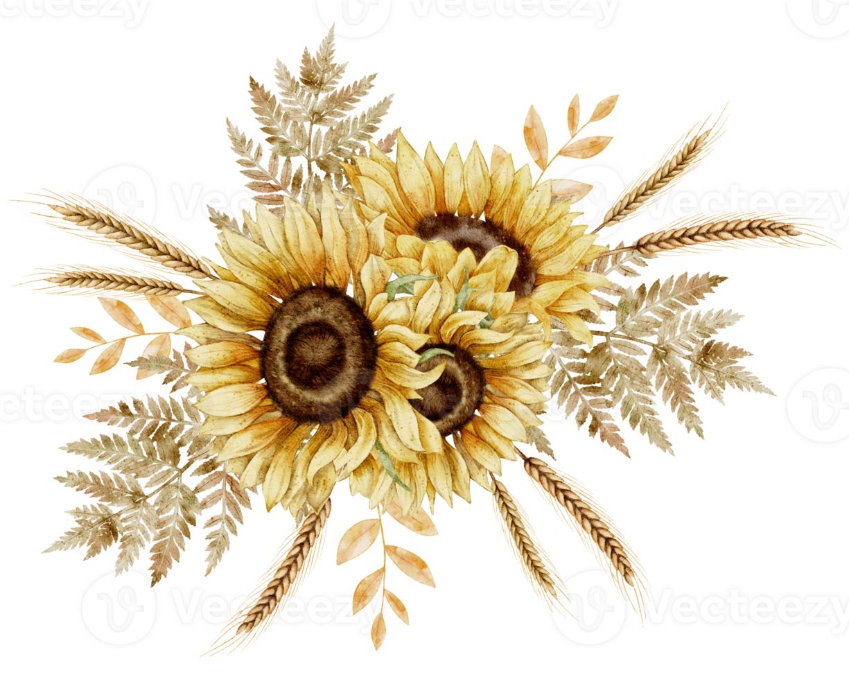 Sunflowers with spikelets and autumn leaves. Watercolor illustration of fall Flowers and wheats in orange and yellow colors for harvest festival greeting cards or floral wedding invitations. png