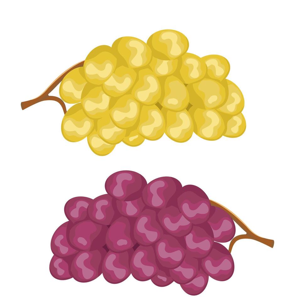 drawing with branches of grapes. Image of multi colored grapes isolated on a white background. vector