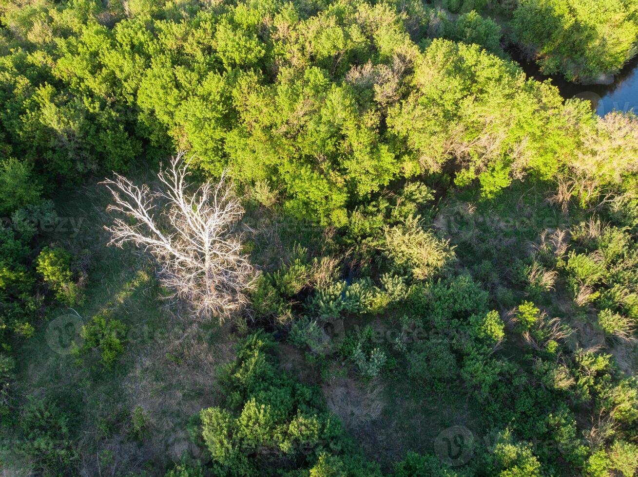 Wild river aerial drone shot photo