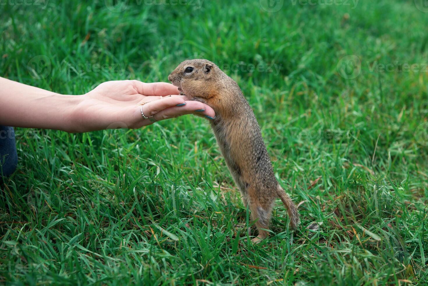 Woman hand feeding gopher photo
