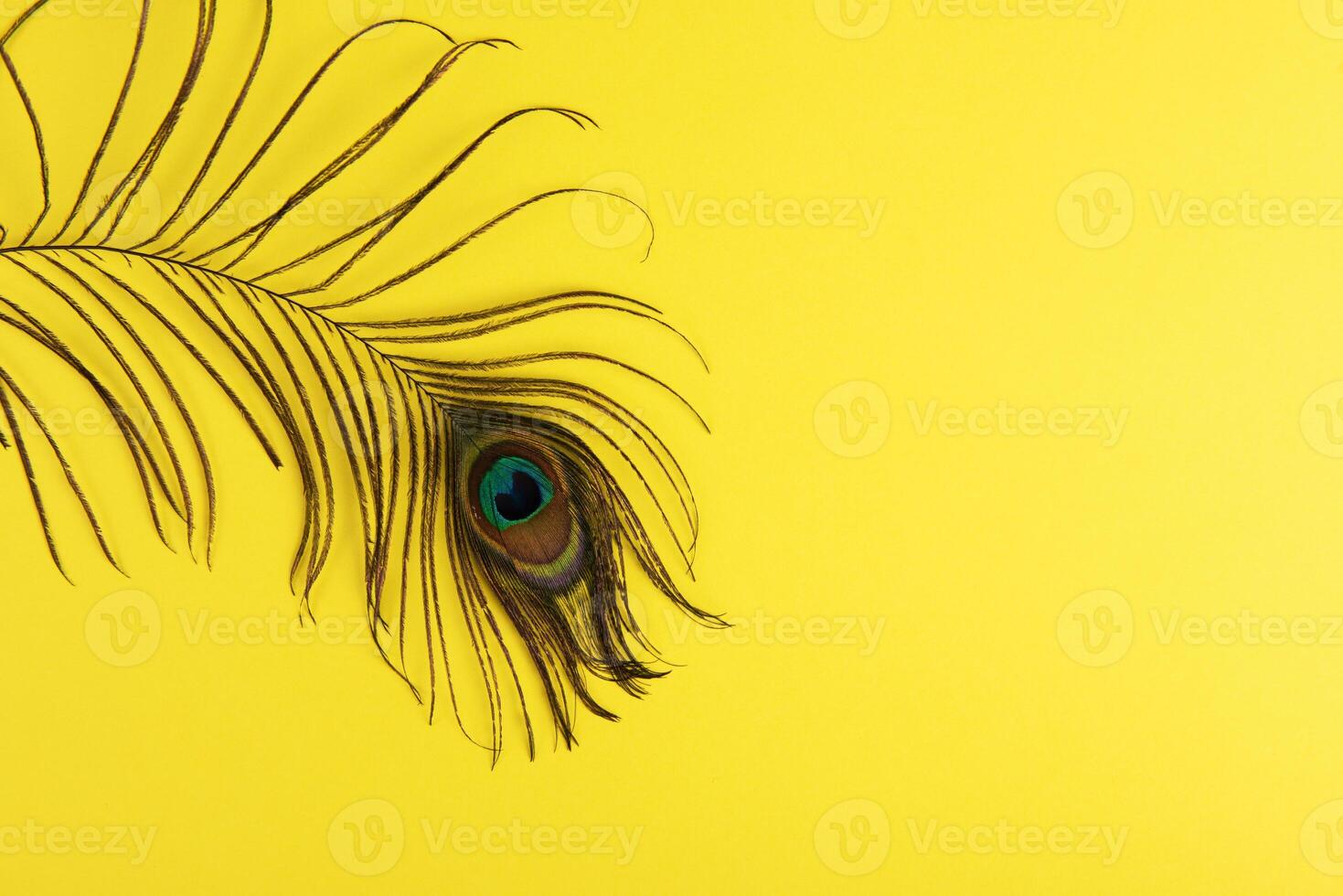 Peacock plume on color paper photo
