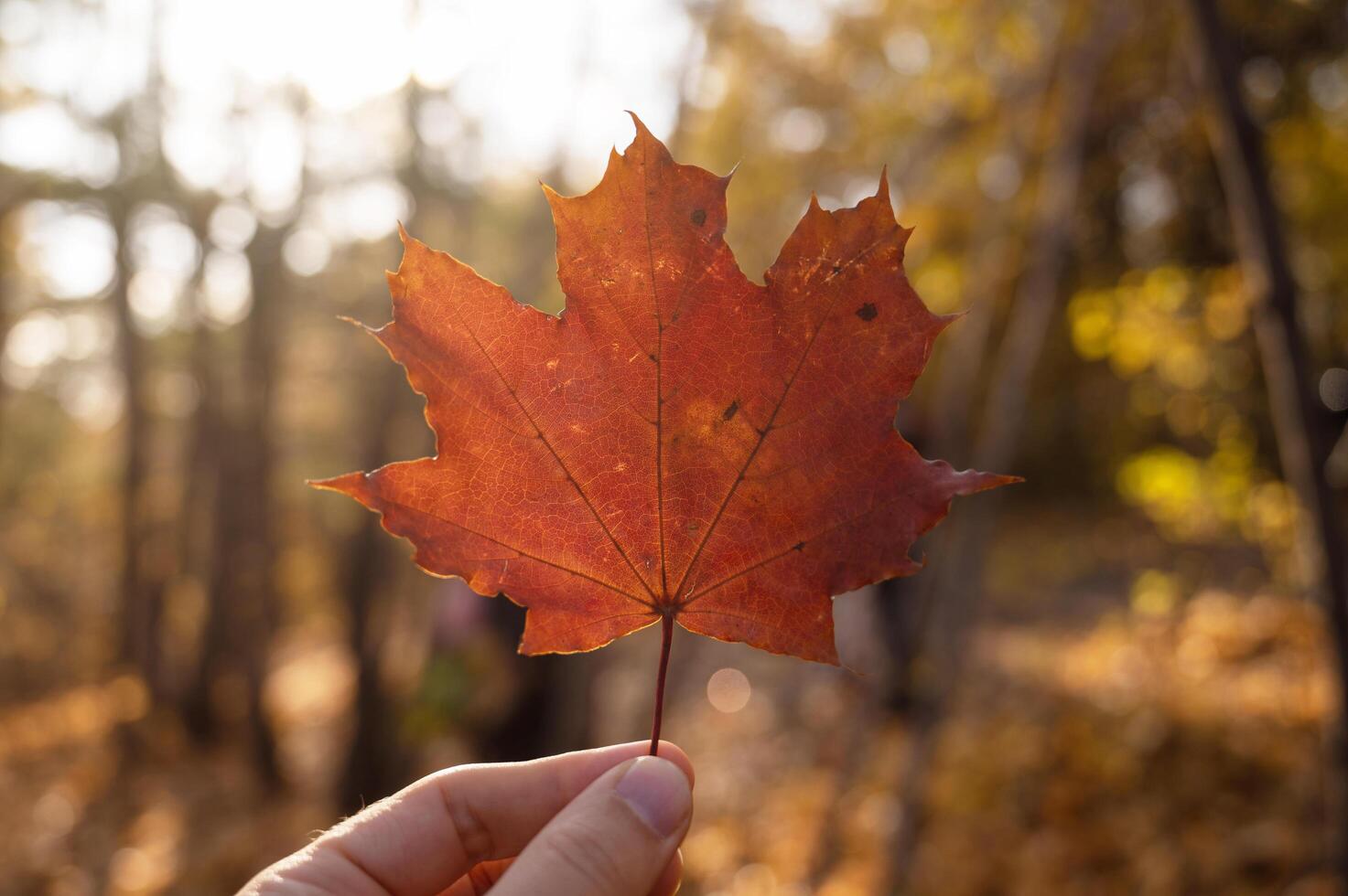 Maple leaf holding in hand photo