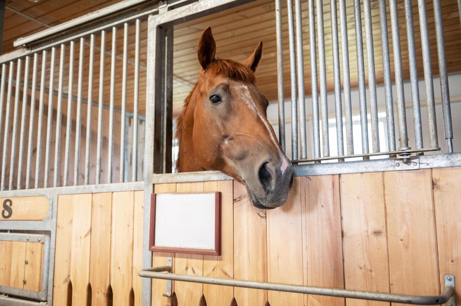 Horse standing in a stall in the modern stable. photo