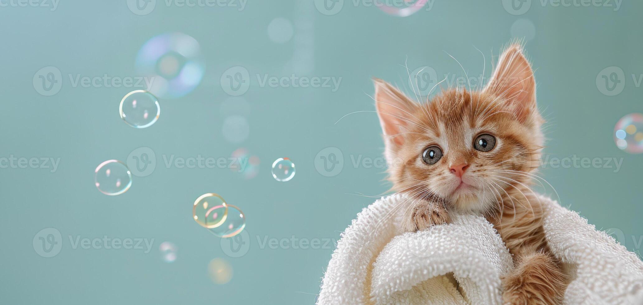 Bathing Kitten Stock Photos, Images and Backgrounds for Free Download