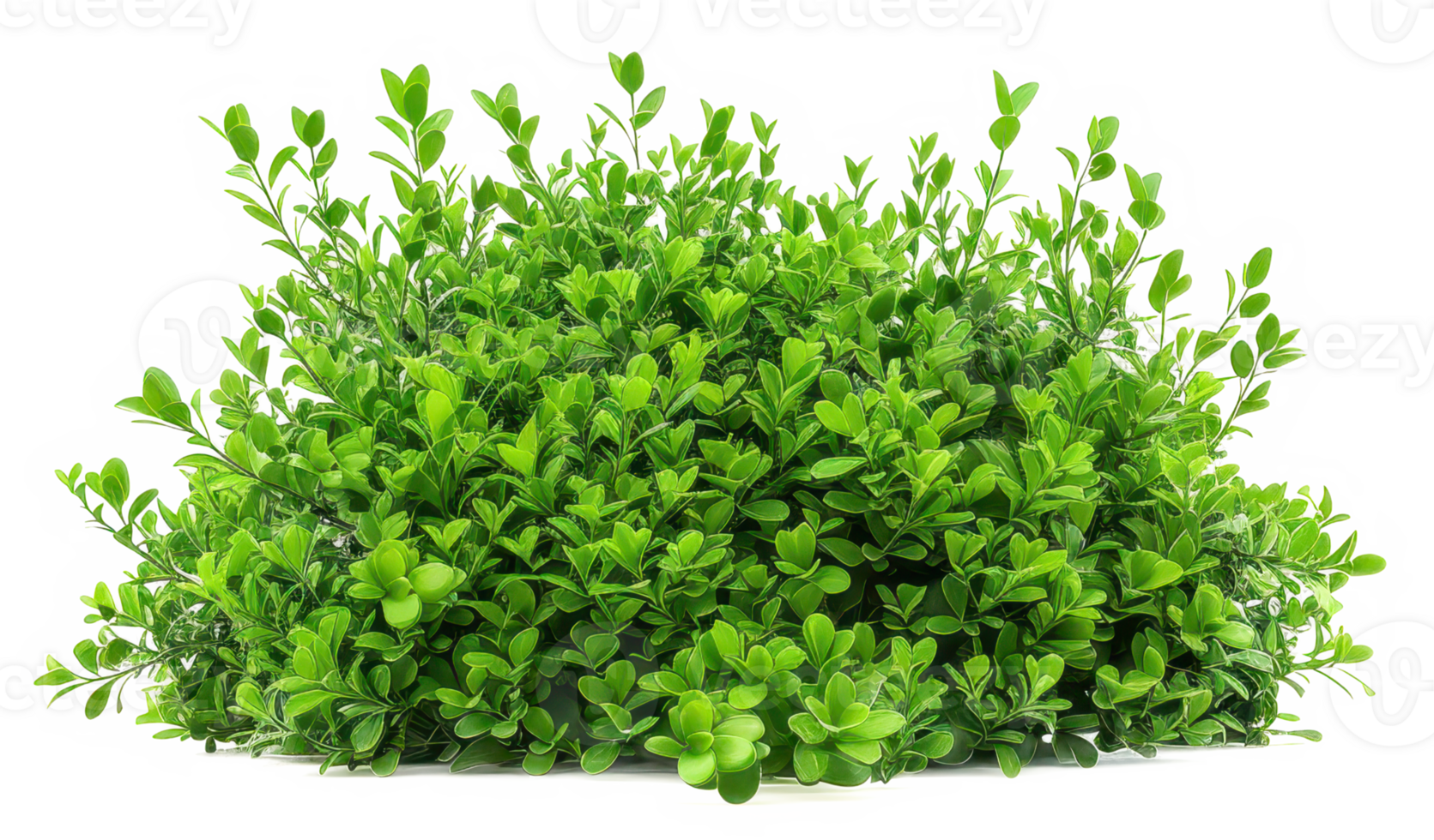 green shrub bush isolated on a transparent background png