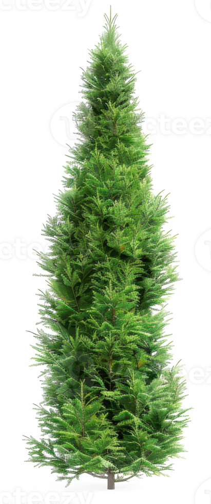 oriental Thuja isolated on a transparent background png
