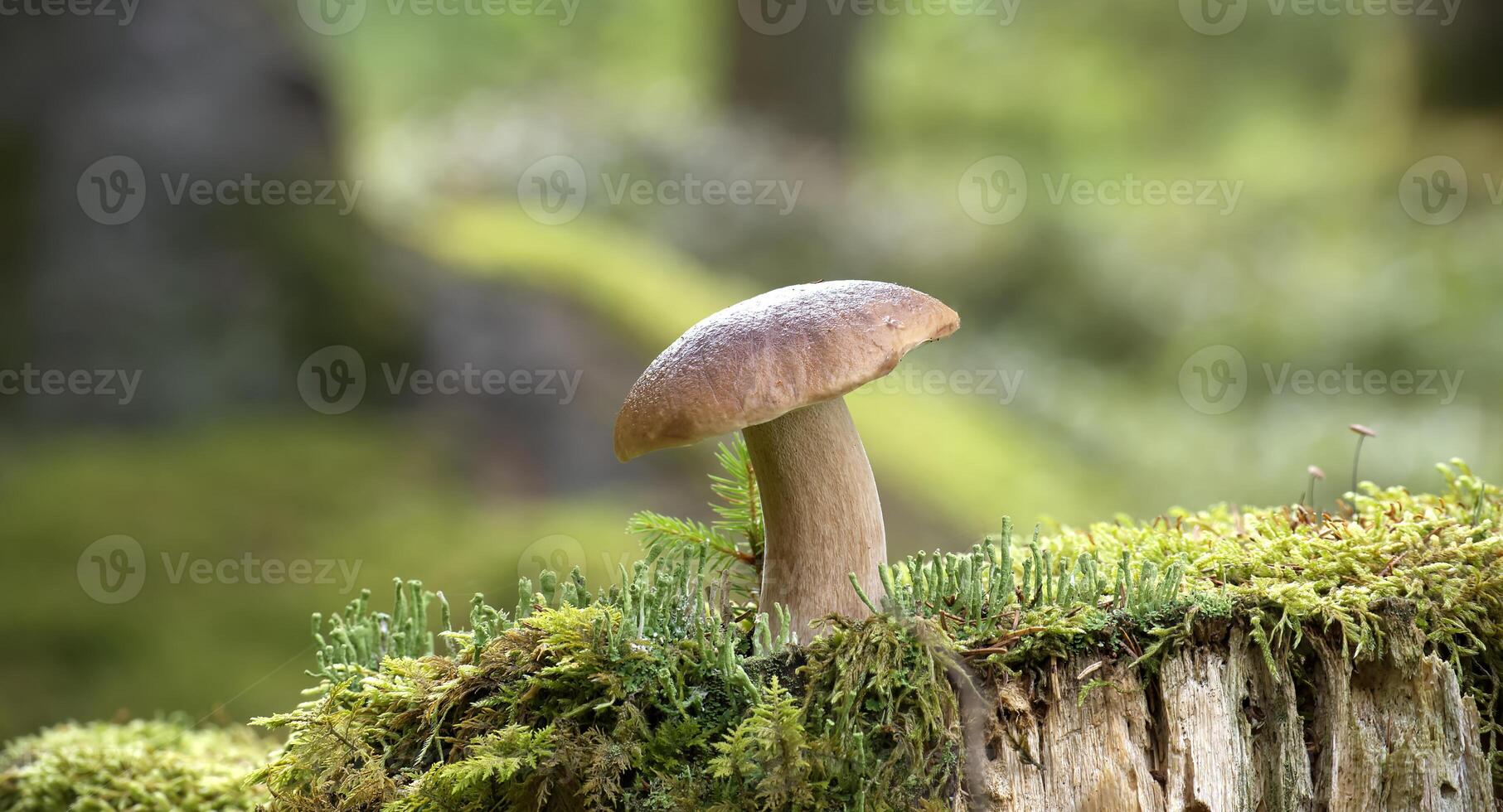 Wild cep mushroom growing in a green forest during daylight with beautiful bokeh background photo