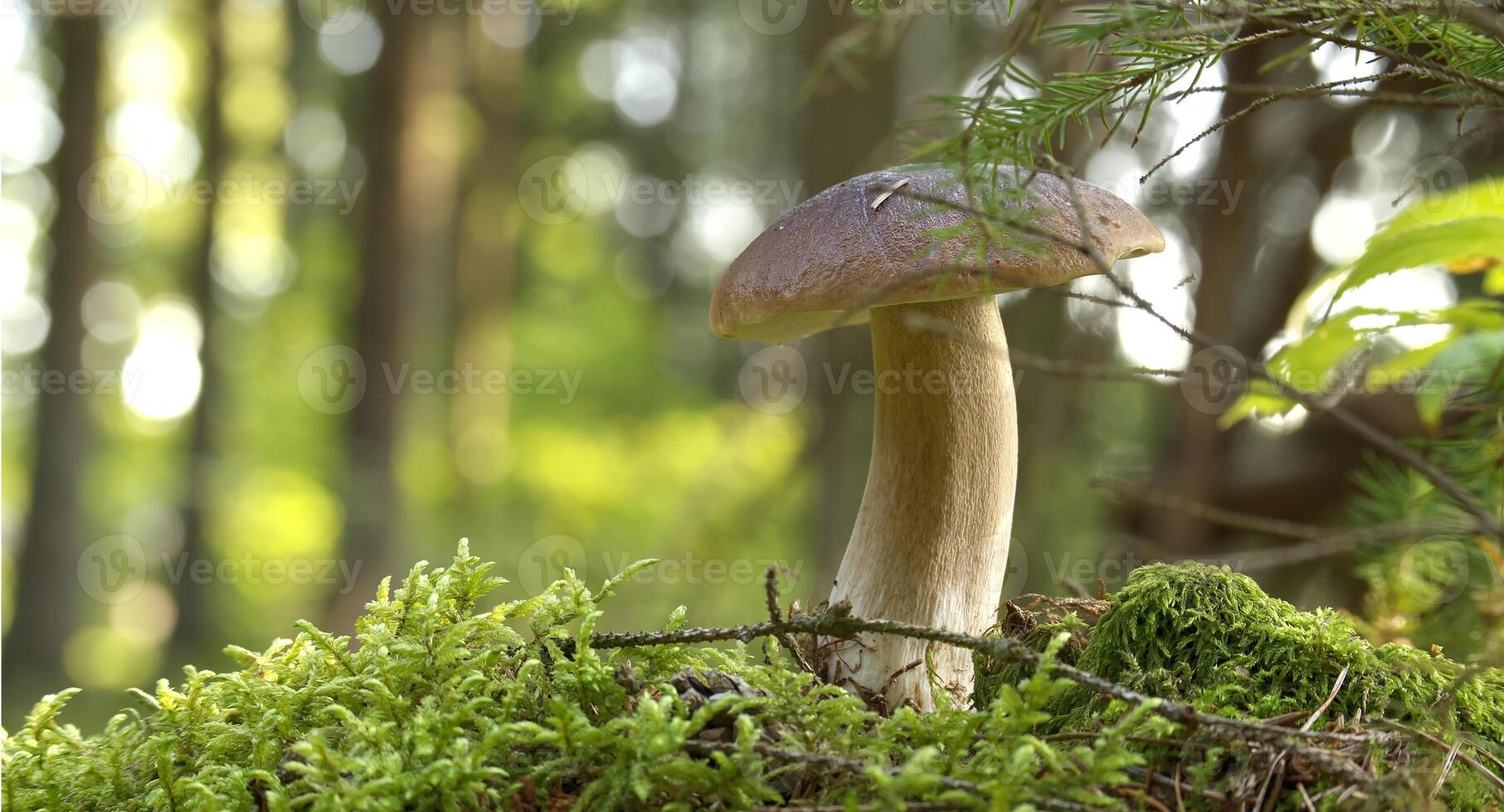Wild Boletus edulis mushroom in a sunlit forest with lush greenery, displaying nature's beauty photo