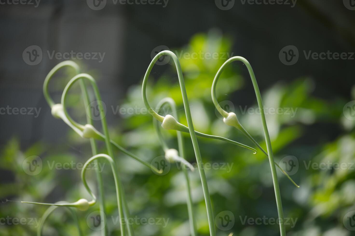 Close-up of garlic scapes curling in a garden, depicting natural growth and organic farming photo