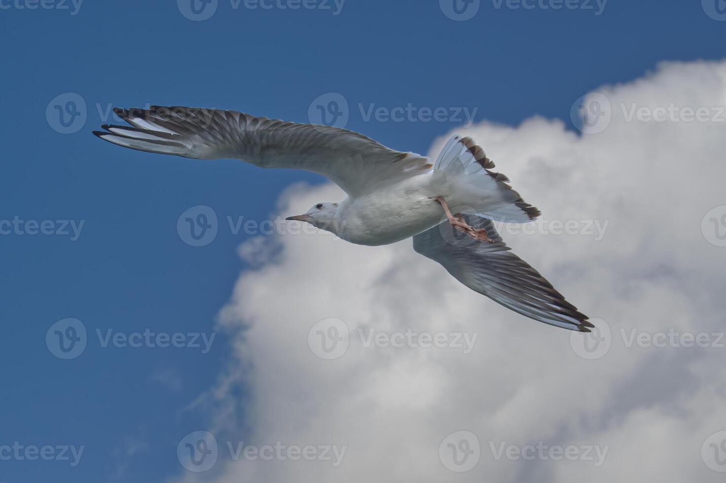 Majestic seagulls soaring against a vibrant blue sky with scattered clouds, essence of freedom photo