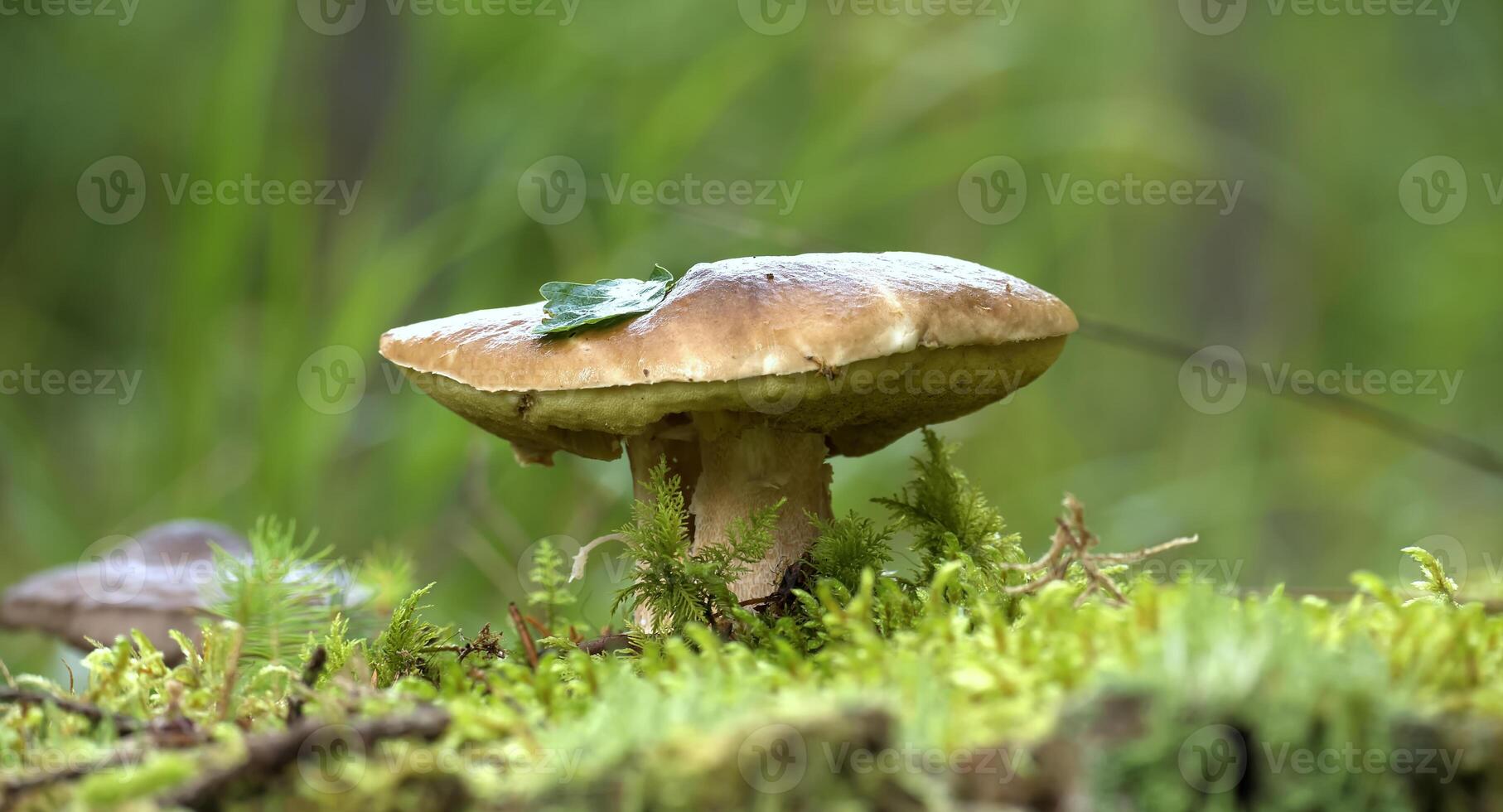 Wild cep mushroom growing in a lush green forest photo