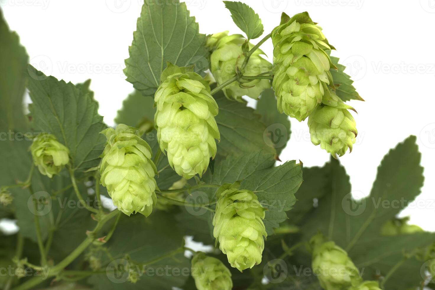 Close-up of fresh green hops on the vine isolated on white background photo