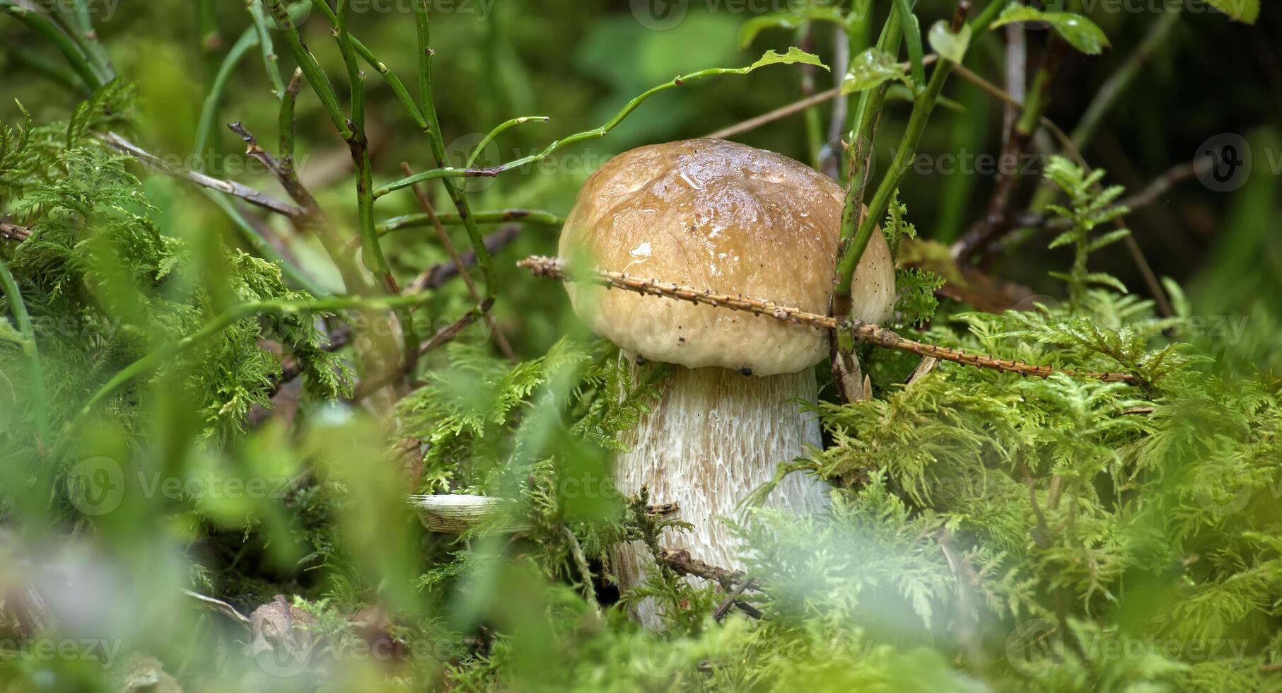 Boletus mushroom growing in a lush forest environment among ferns and mosses photo