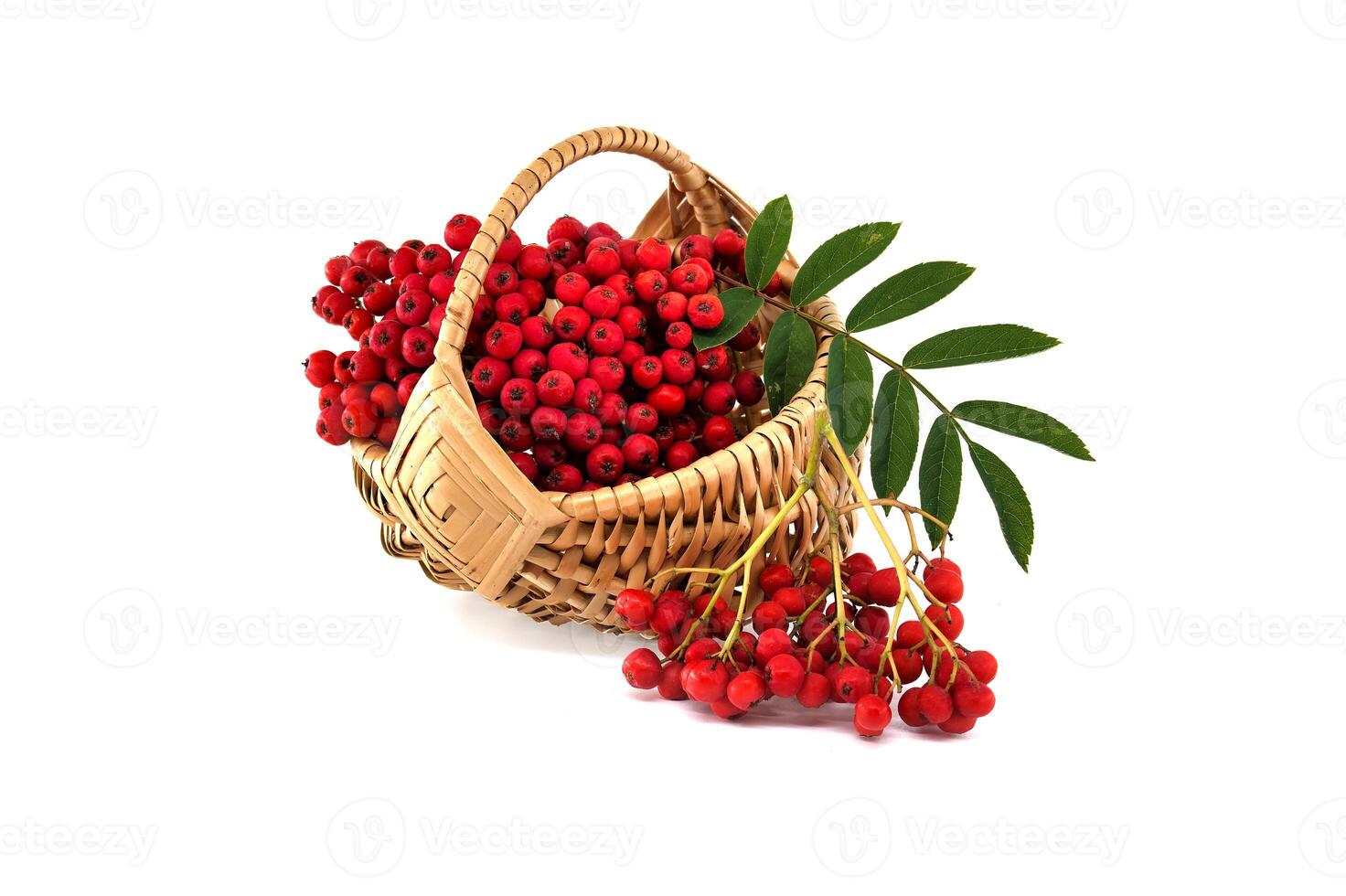 Basket of fresh red rowan berries with green leaves isolated on white background photo