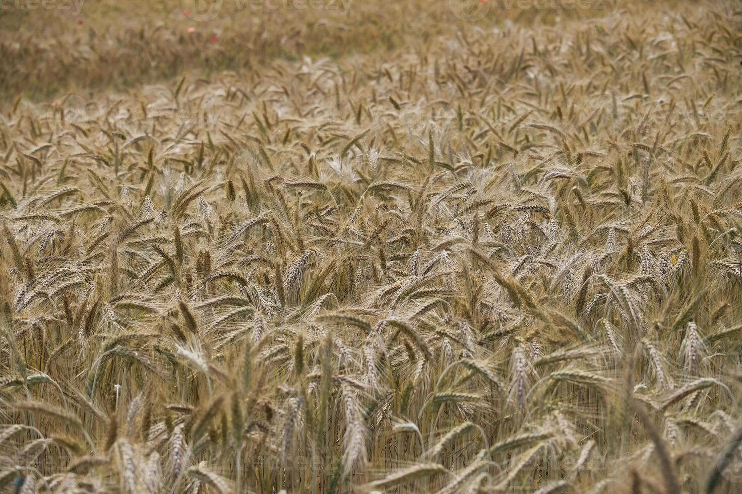 Golden wheat field, close-up shot of ripe crops swaying in sunlight photo