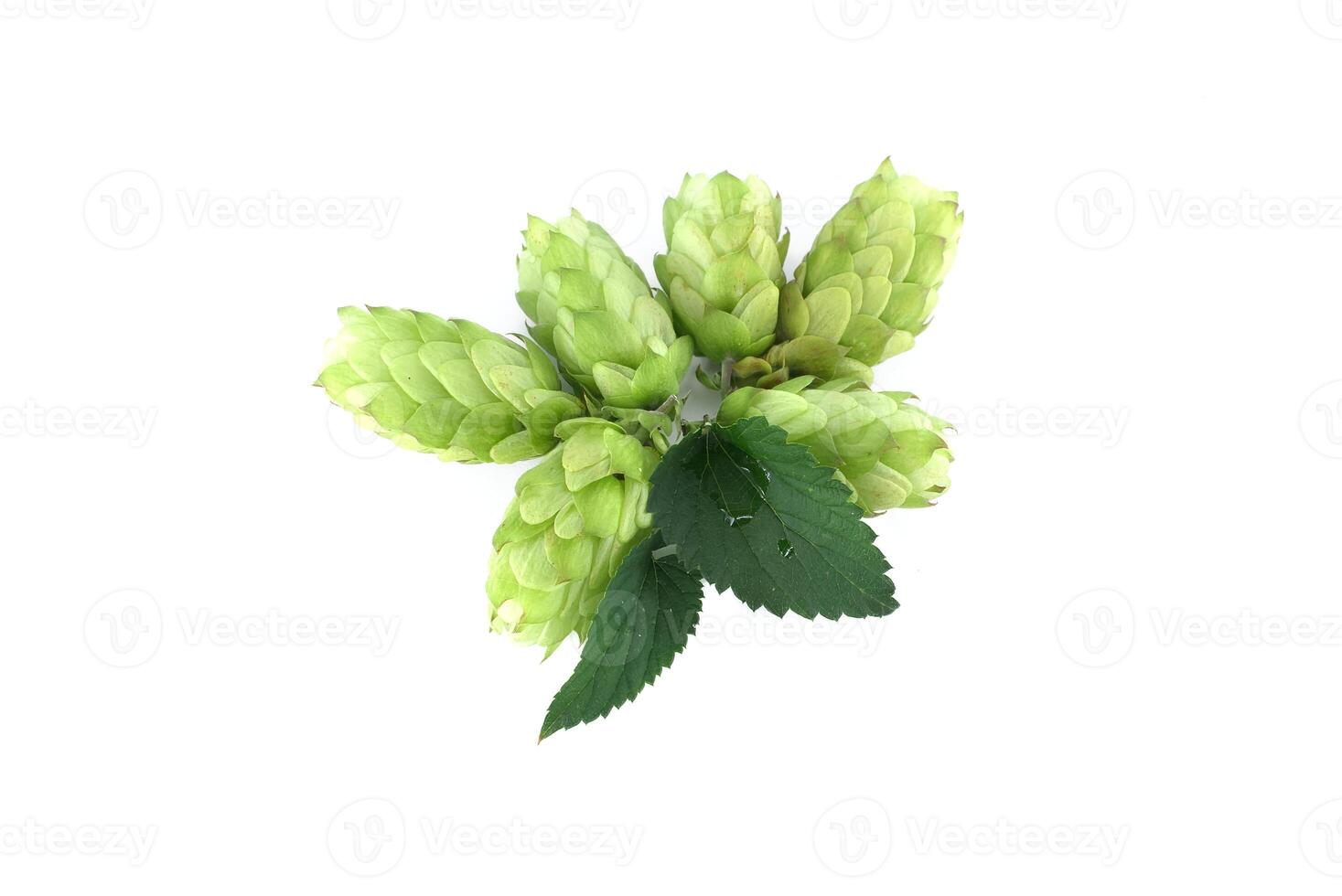 Green hops cones with fresh leaves isolated on white background photo