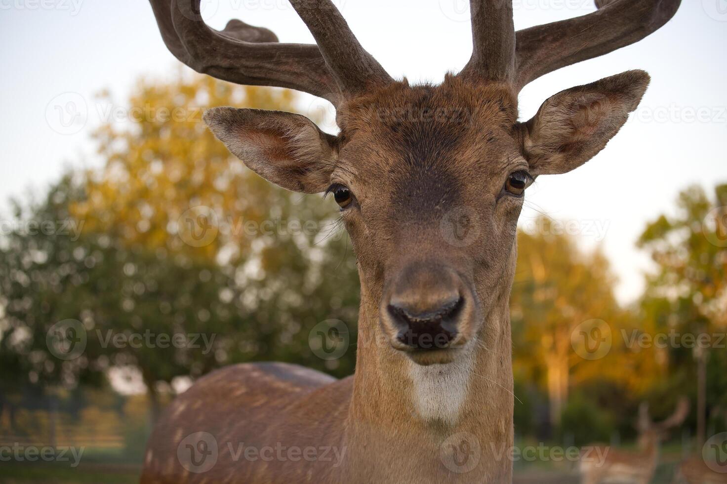 Close-up of majestic deer with large antlers in natural habitat photo