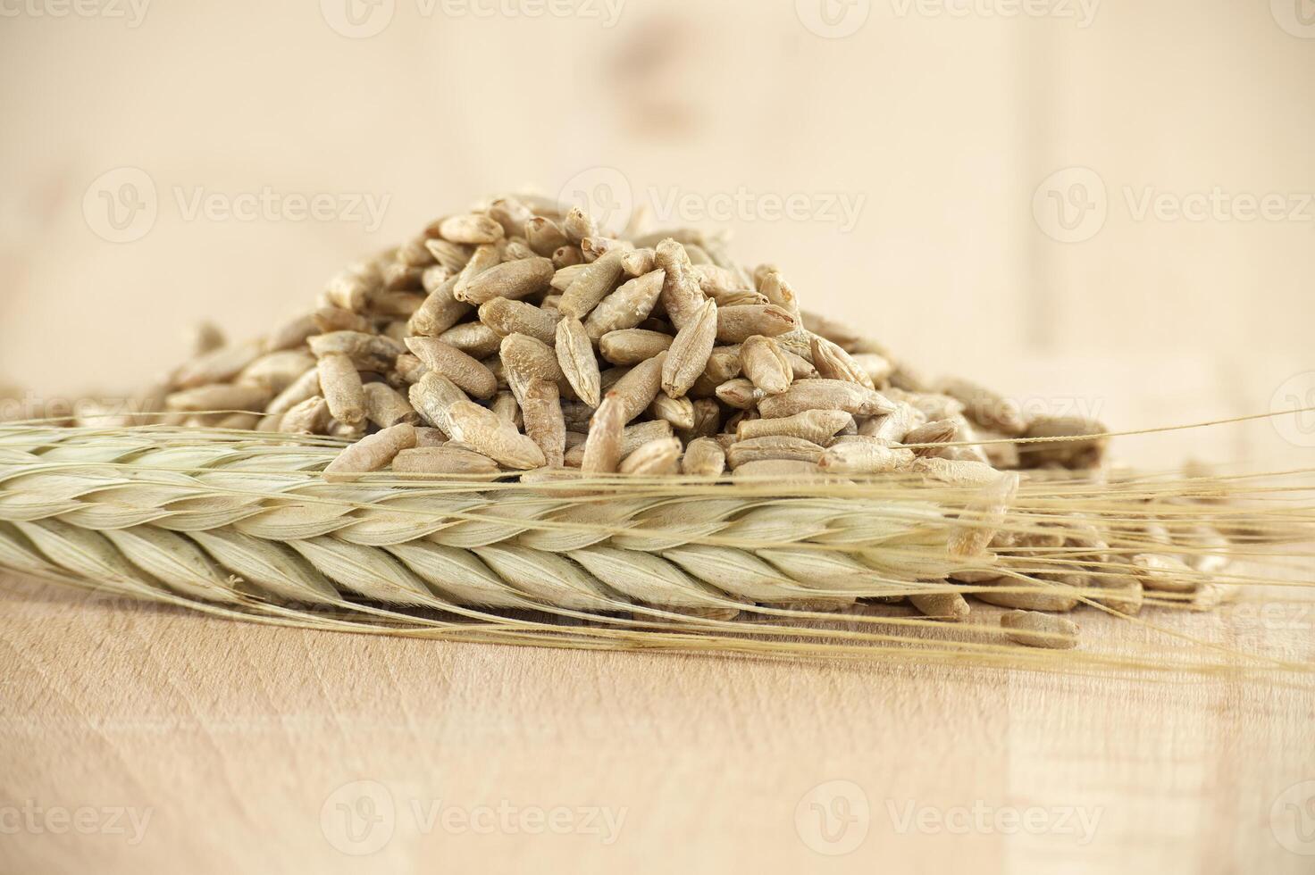 Rye grains and stalks for natural food and agriculture background photo