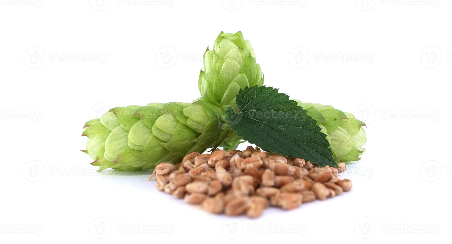 Green hops and wheat grains on white background representing essential ingredients for beer brewing photo