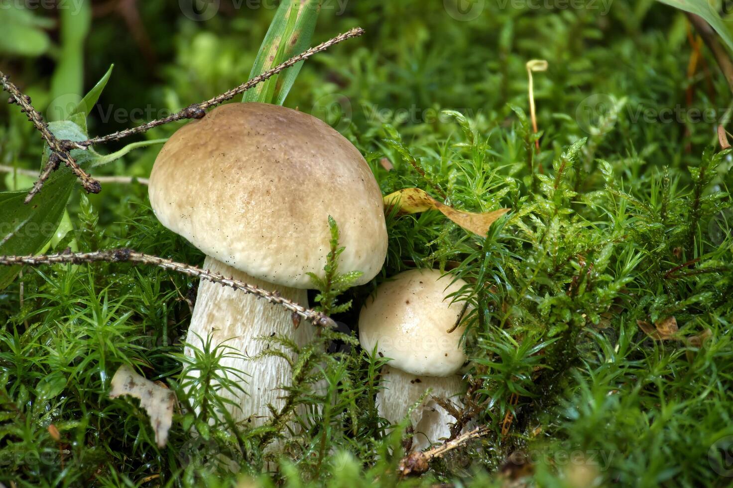 Close-up of wild boletus mushrooms in forest environment, surrounded by vibrant moss and foliage photo